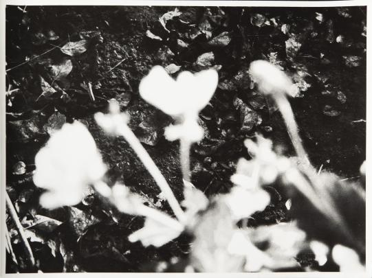 Photograph showing several out-of-focus white flowers against a dark background of leaves and soil. Blurred effect creates abstract shapes with no distinct details or sharp features.